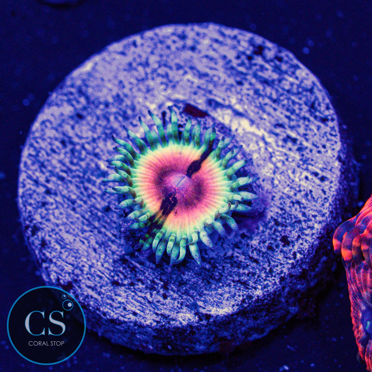 JF Bloodshot Zoa