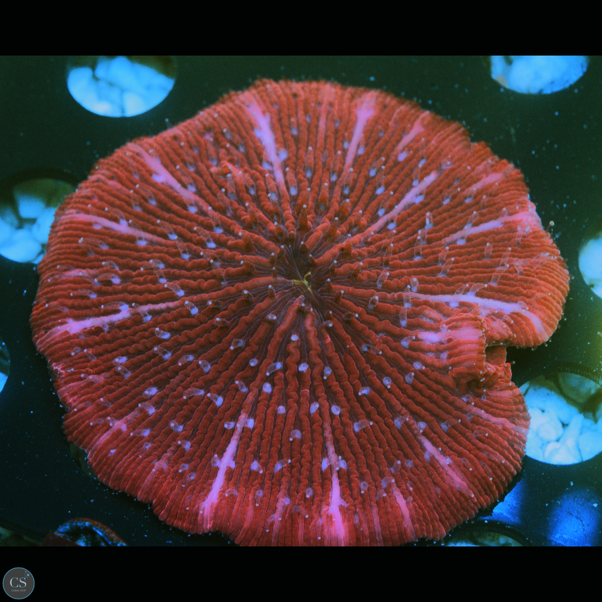 RED PLATE CORAL 2.5"