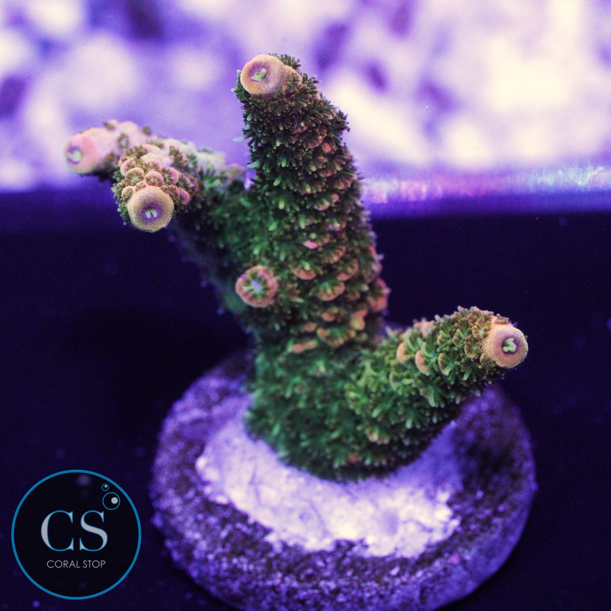 JF SOLAR FLARE MILLI