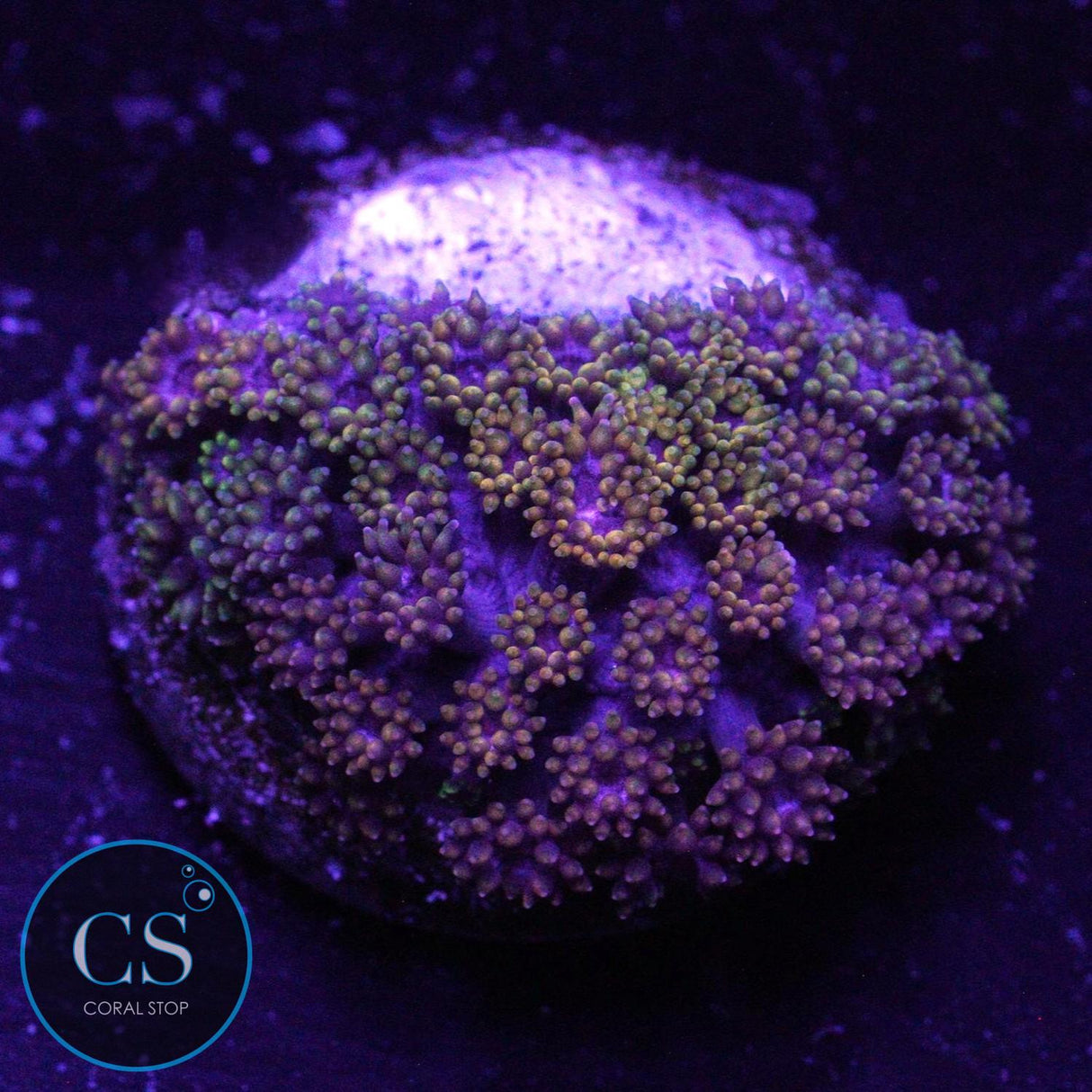 TSA LAFFY TAFFY GONI