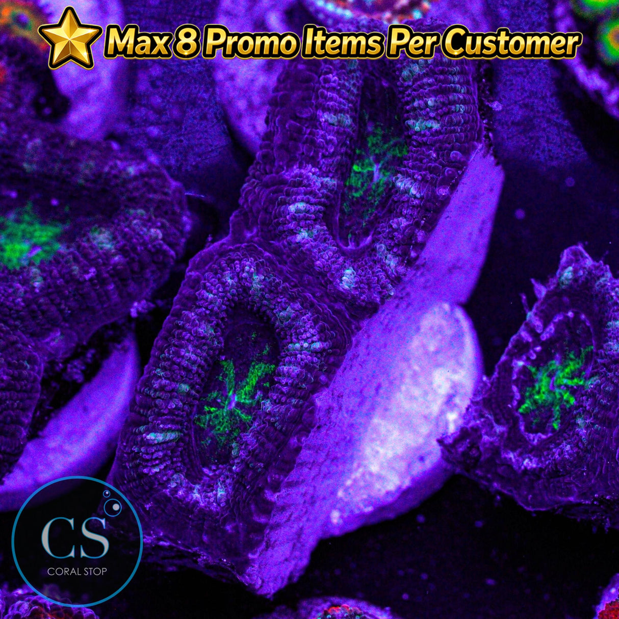 Green Hulk Acan
