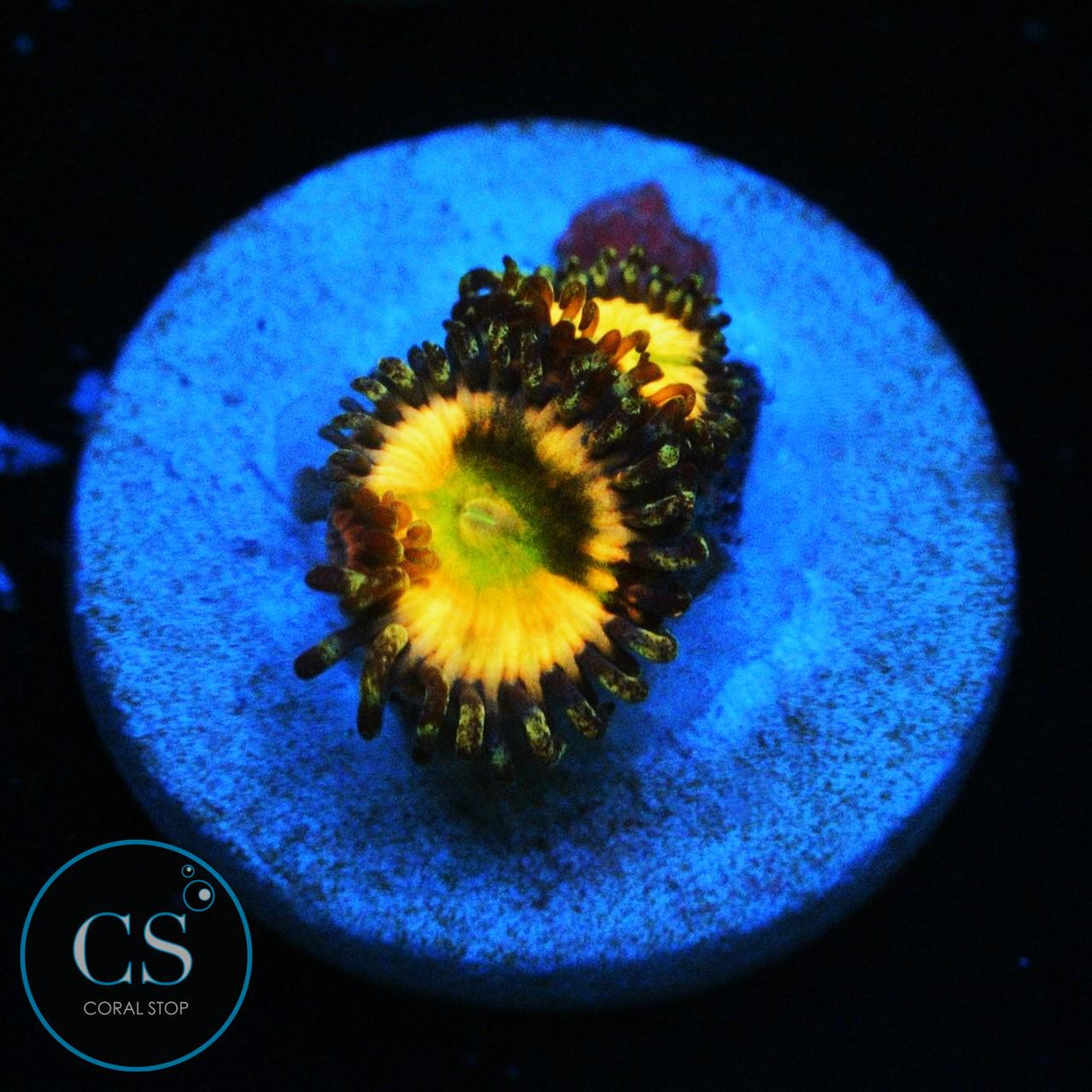 CB RAINBOW INFUSION ZOA