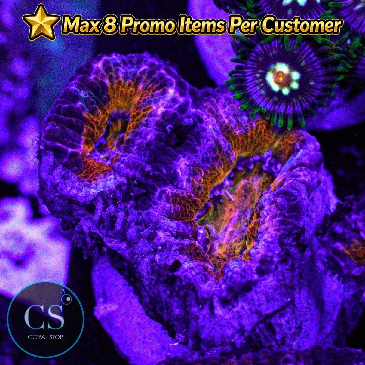 Screwdriver Acan
