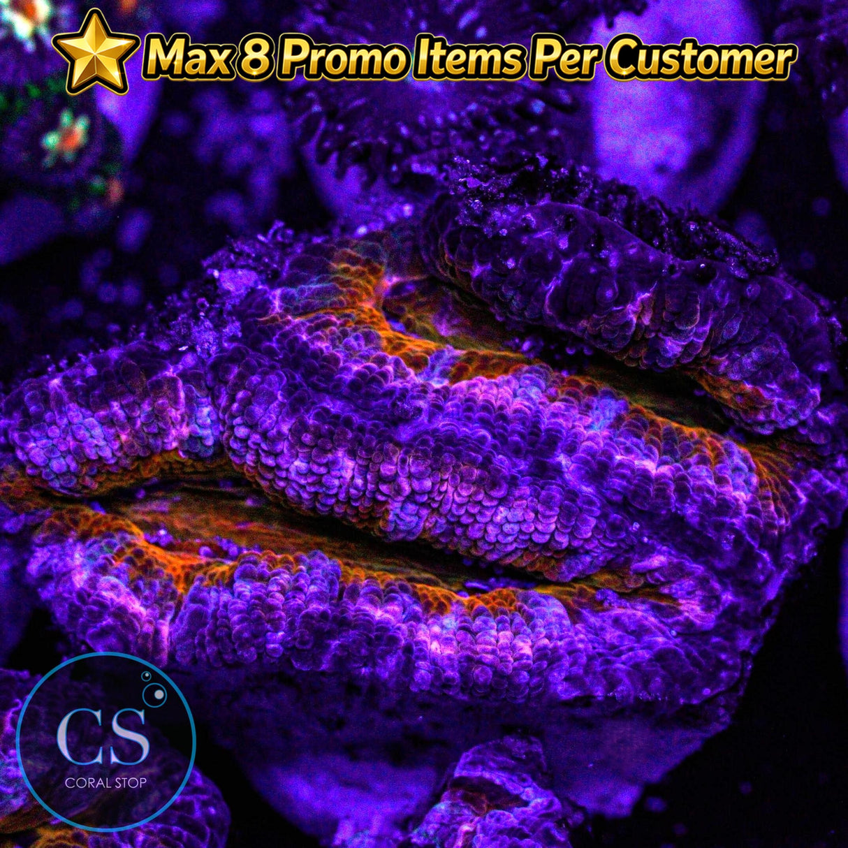 Screwdriver Acan