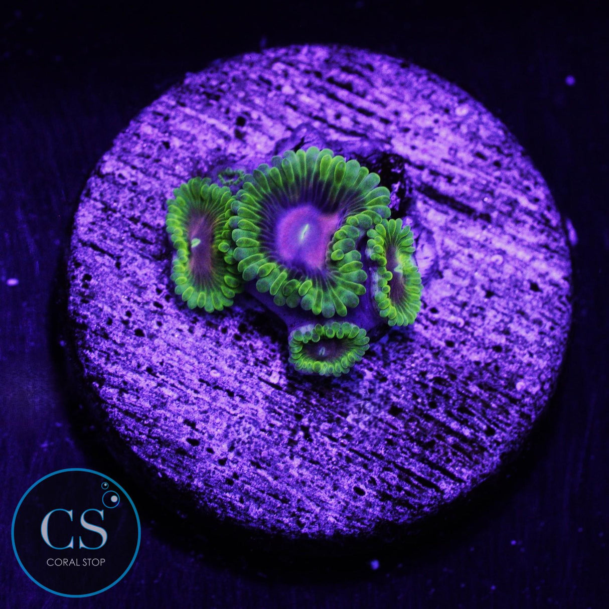 SBB Oscar The Grouch Zoa