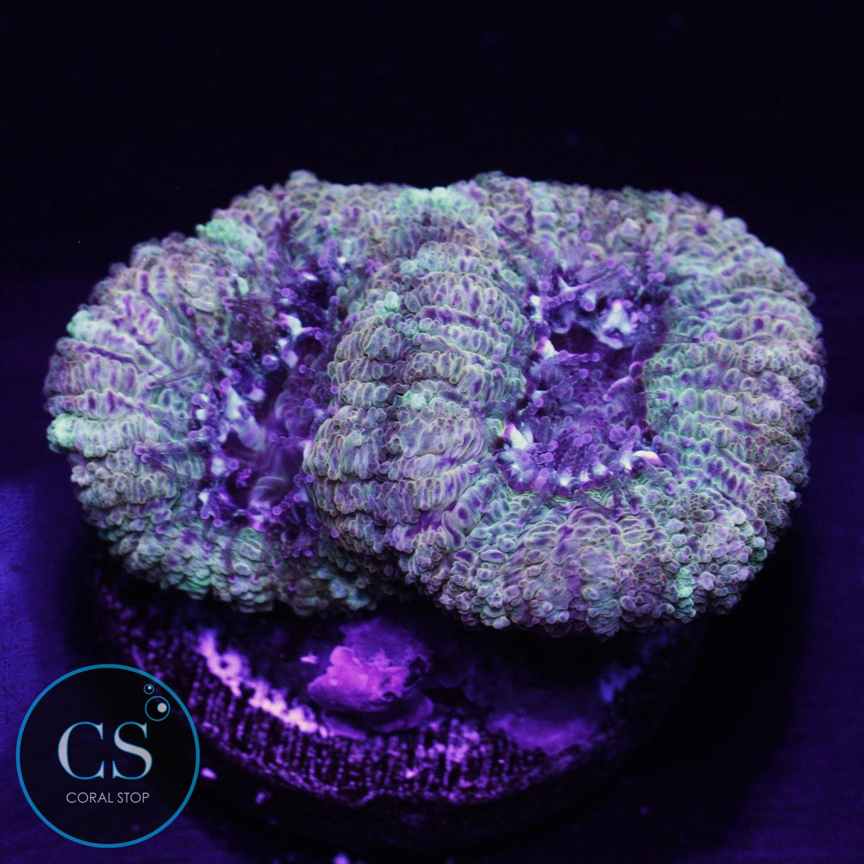Electric Halo Asian Acan