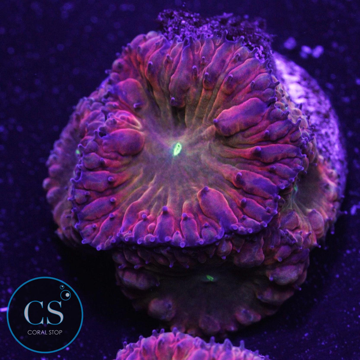 Tiddy Twister Blastomussa