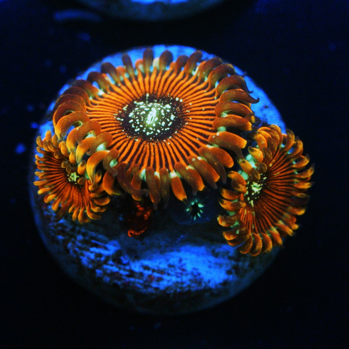 ULTRA MAGICIAN ZOA