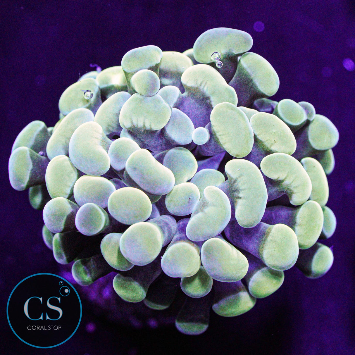 Gold Hologram Hammer