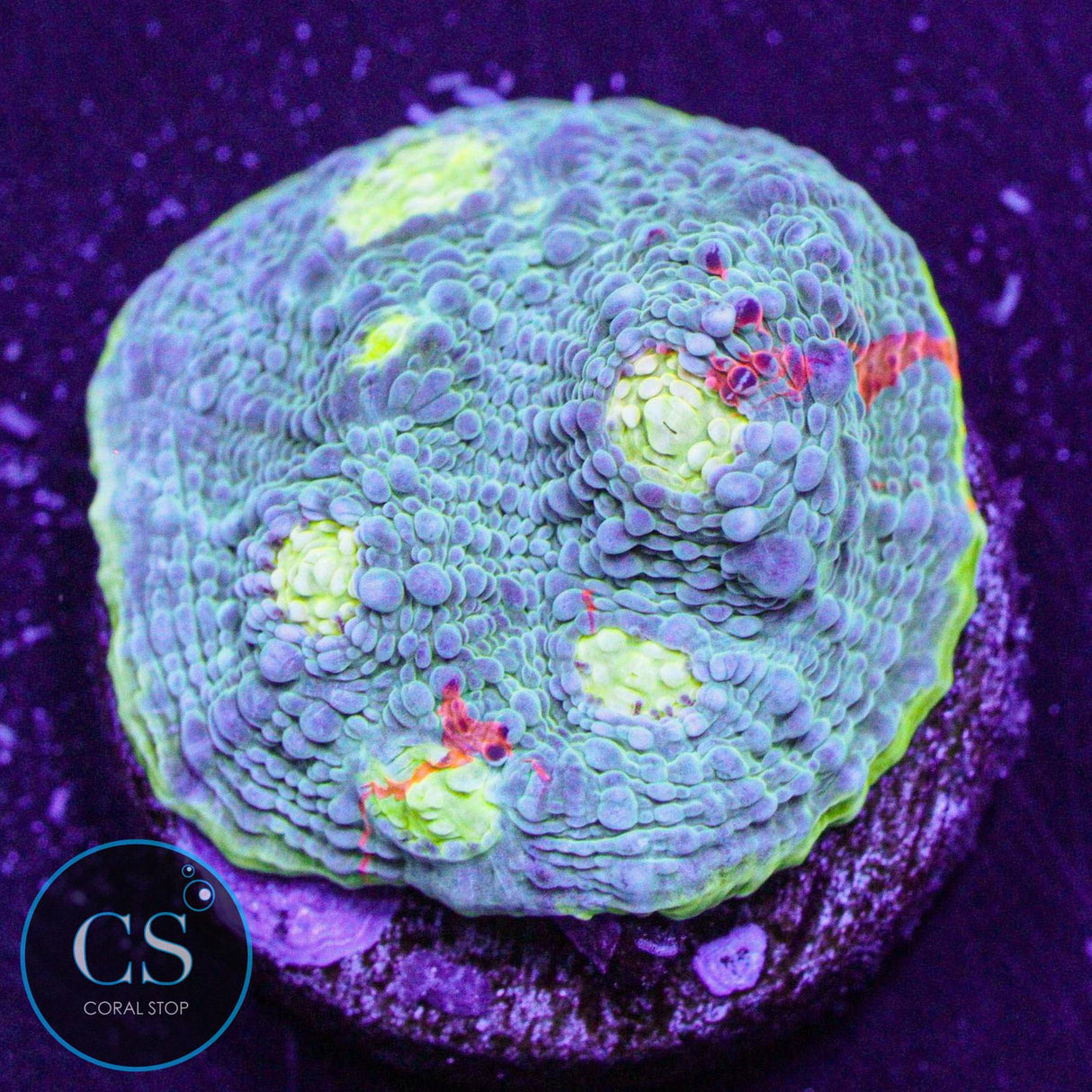 Jellybean Rainbow Chalice