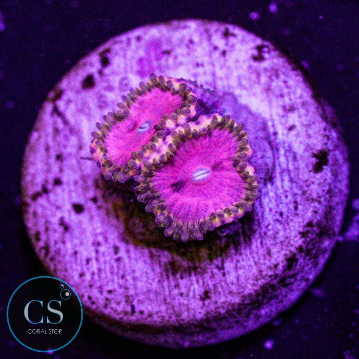 RR Pink Diamond Zoa