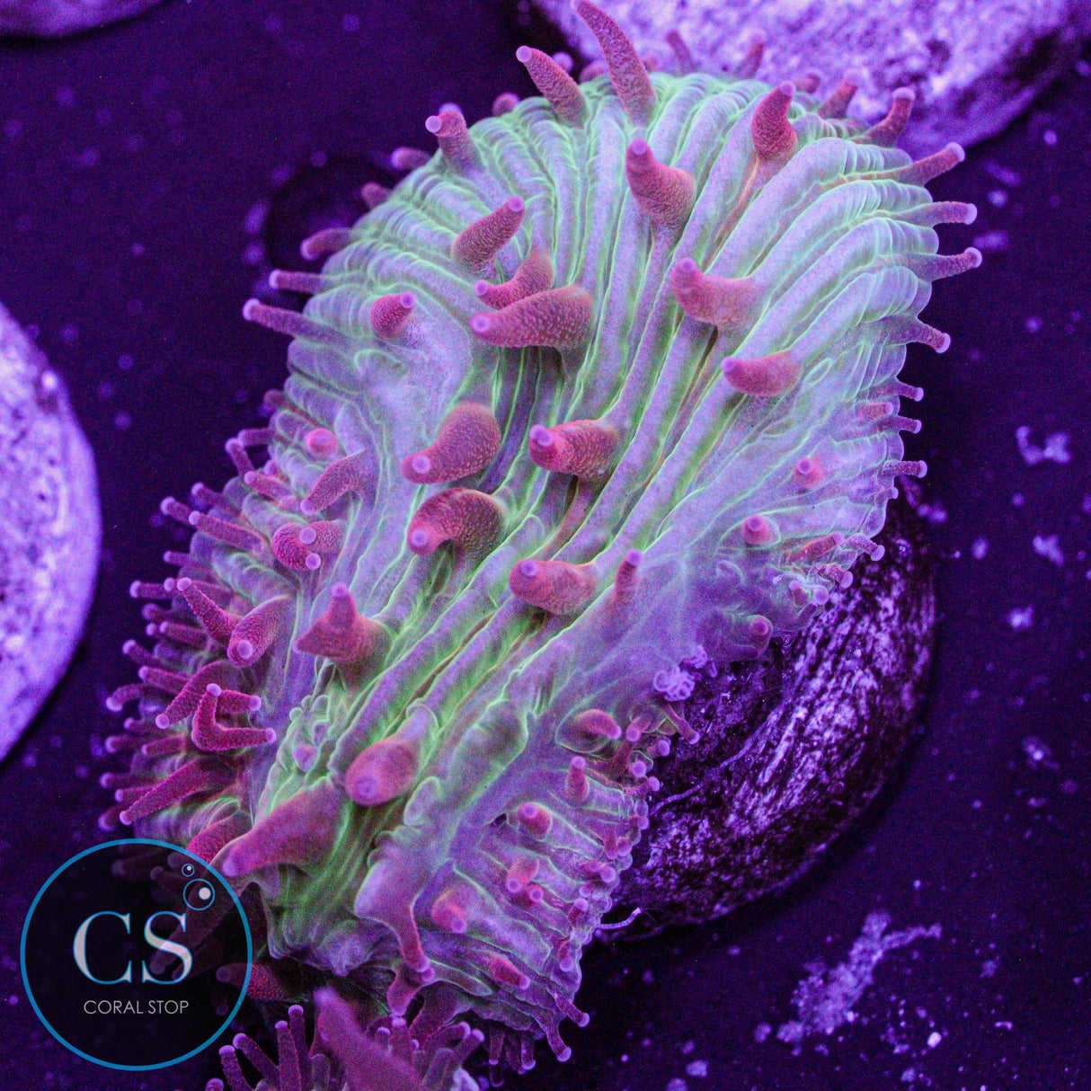 Flame Tip Diaseris Plate