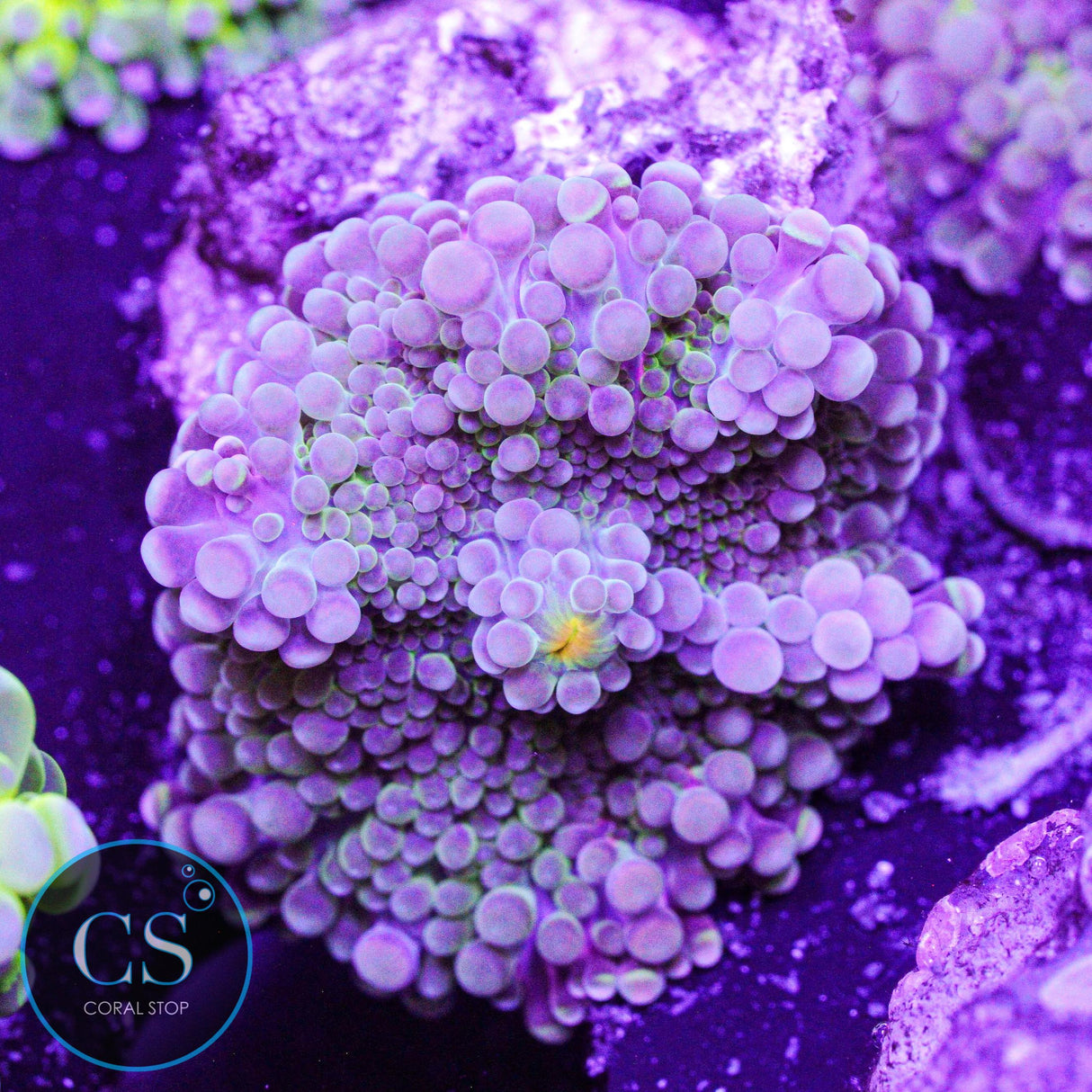 Rainbow Malaysian Yuma Mushroom