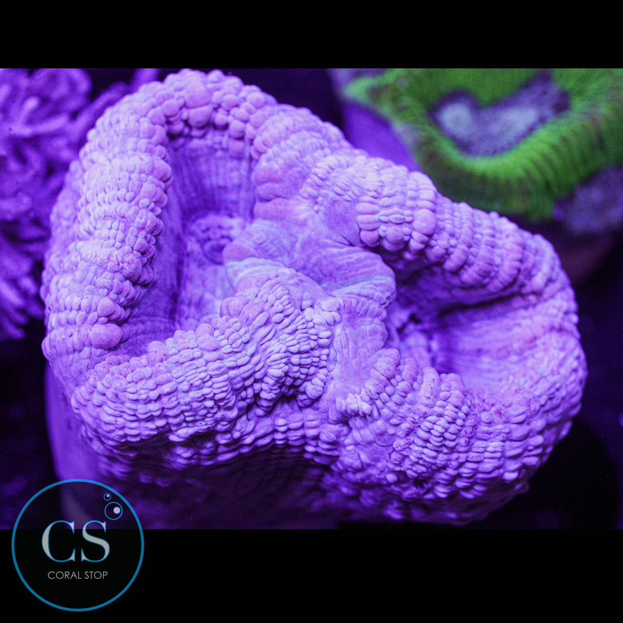 Reef Builders Giant Purple Candy Cane