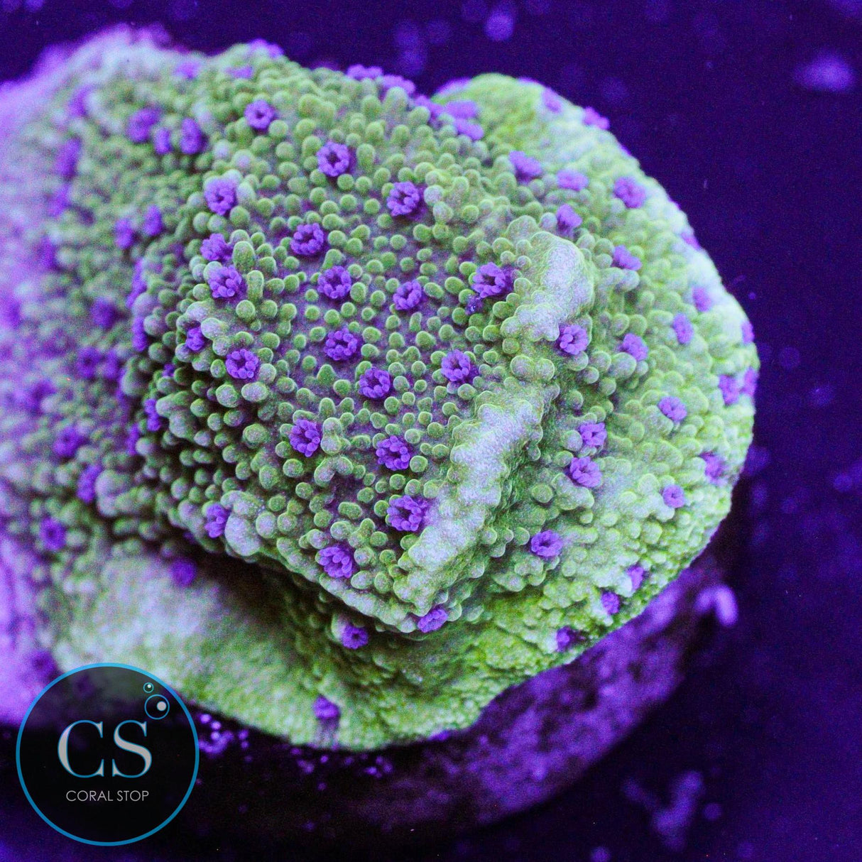 LA Lakers Montipora