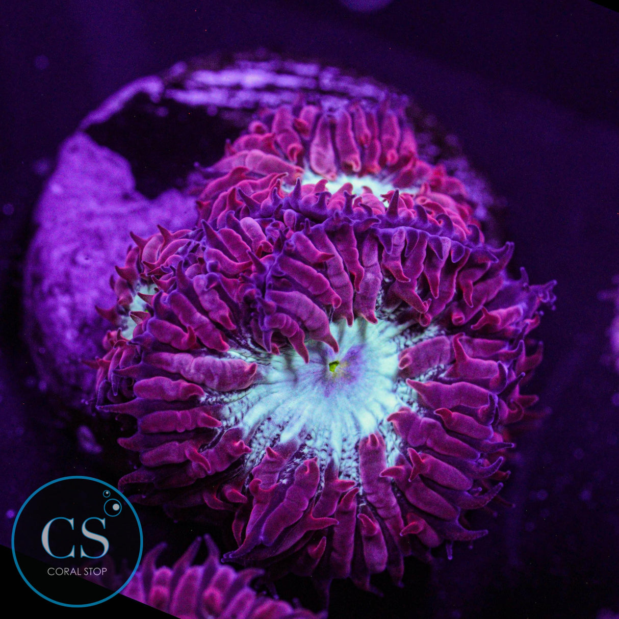 CC Fire & Ice Blastomussa Merletti