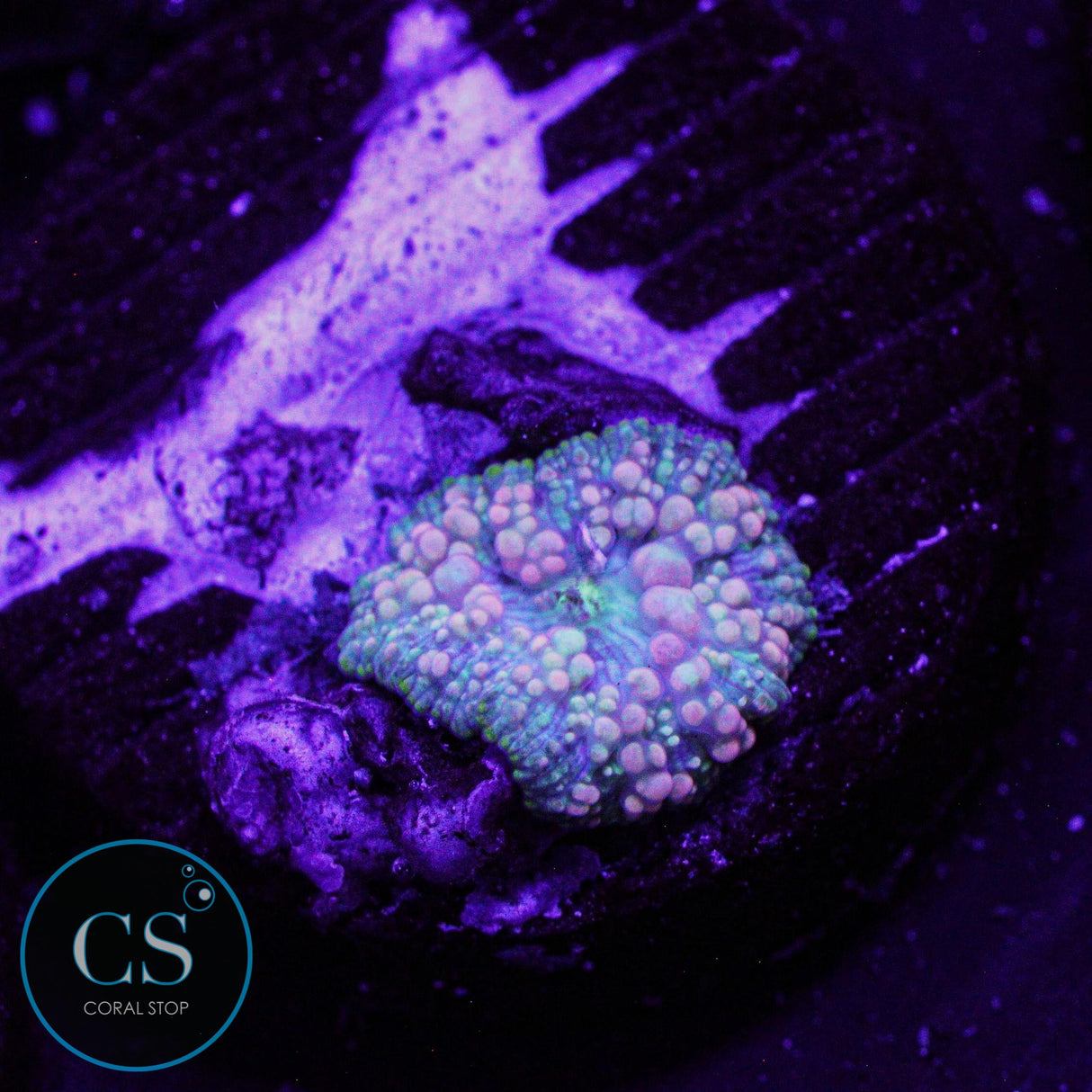 Neptune Bounce Mushroom
