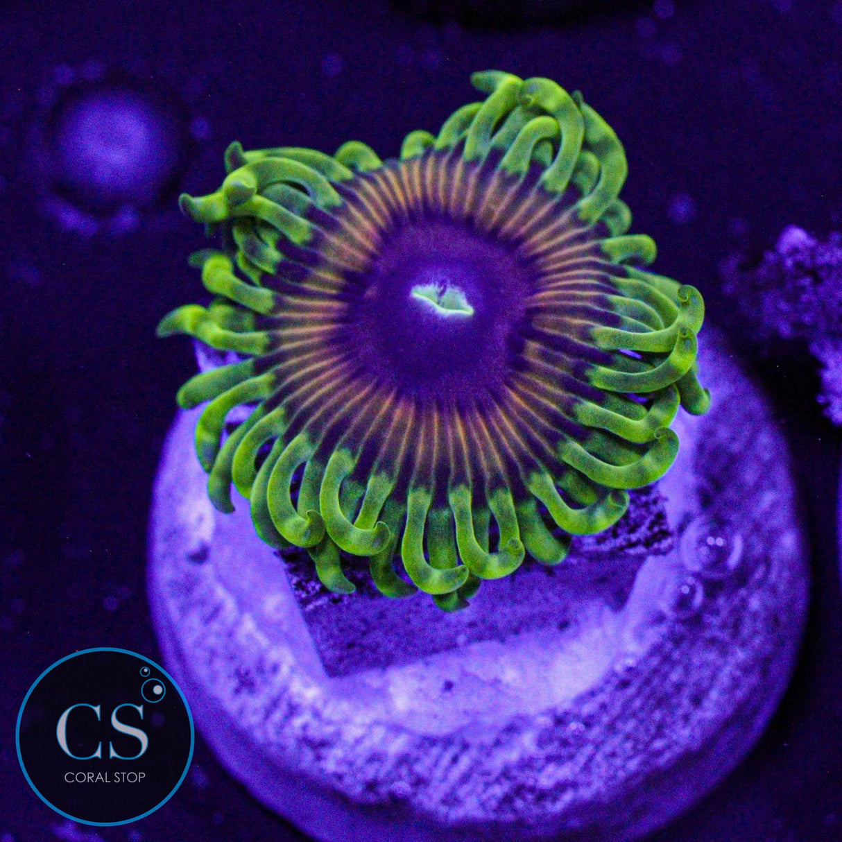 Oscar The Grouch Zoa