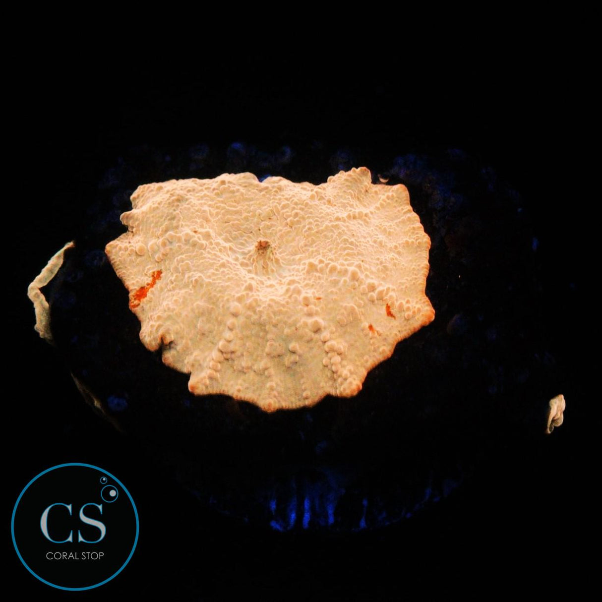 POLETTI JAWBREAKER MUSHROOM W/ 3 BABIES