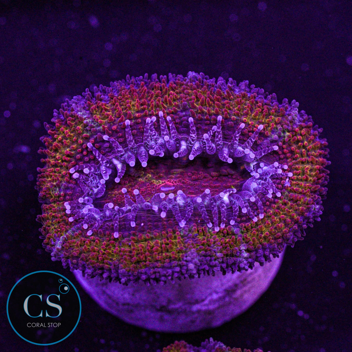 CS Mickey D Acan