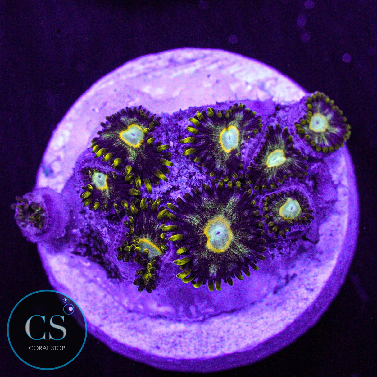 Murder Hornet Zoa