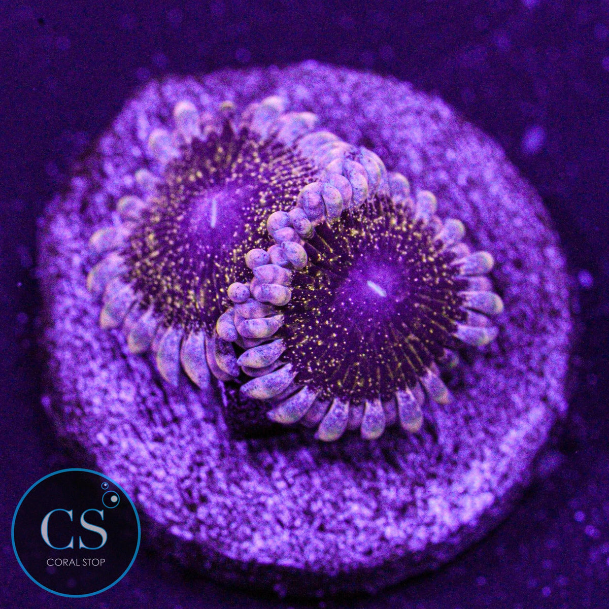 Solar Circus Zoa