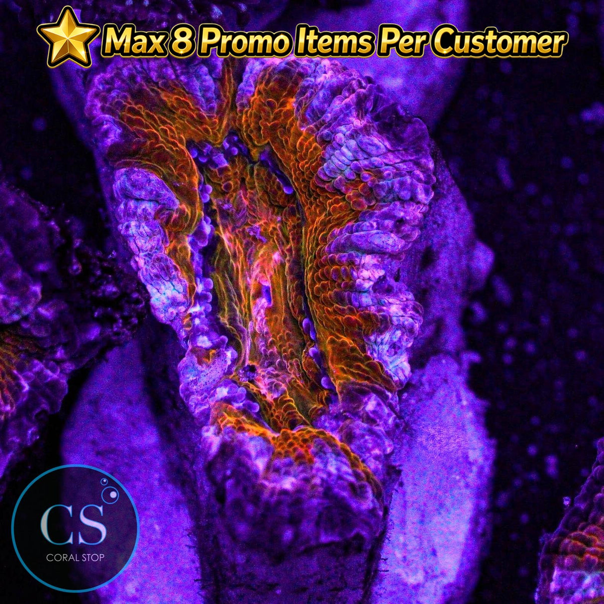 Screwdriver Acan