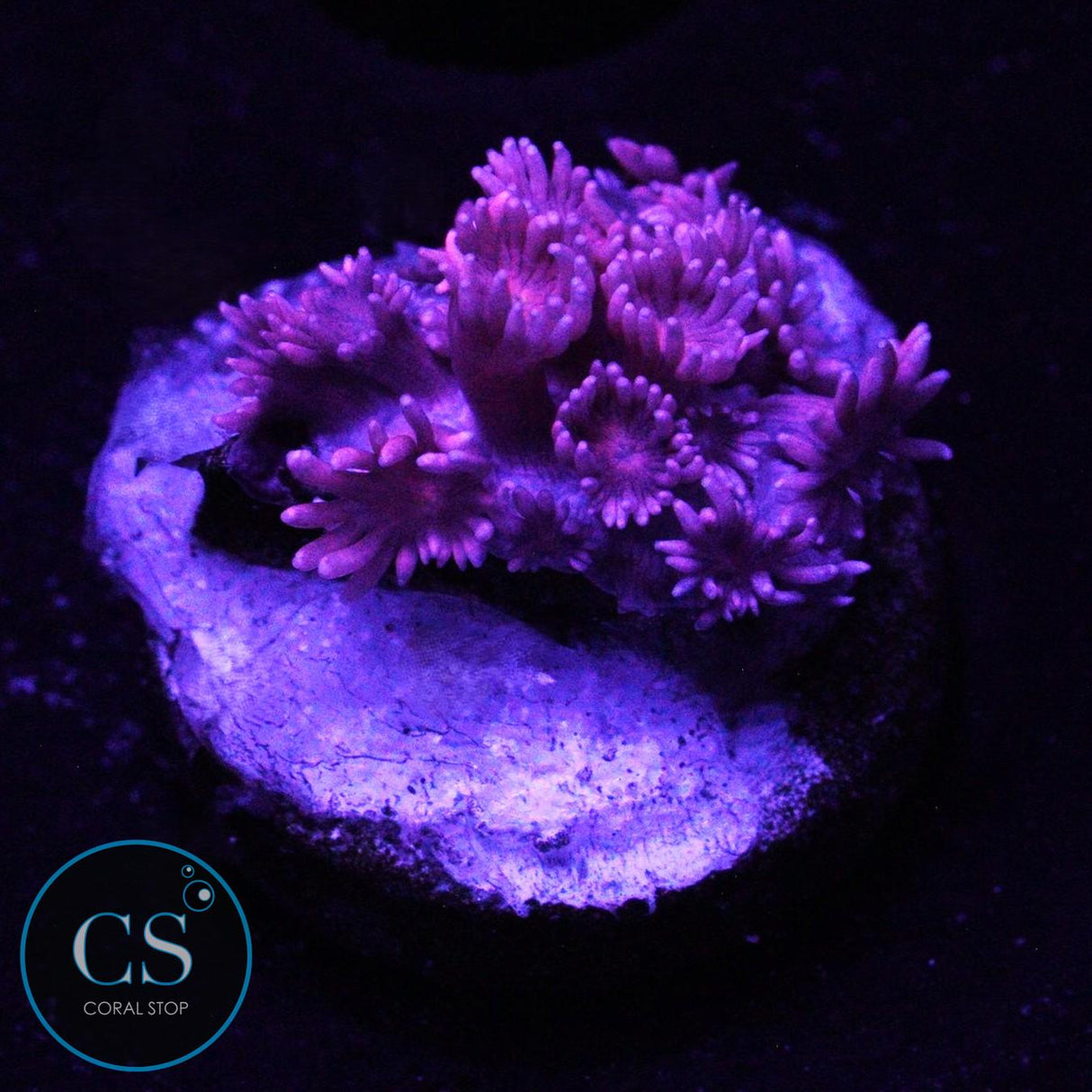 PINK GLITTER TIP GONI