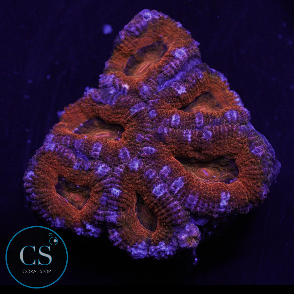TANGERINE DREAM ACAN