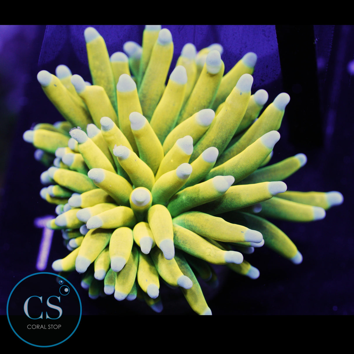 ULTIMATE BANANA GRAIL TORCH BABY BLUE TIP