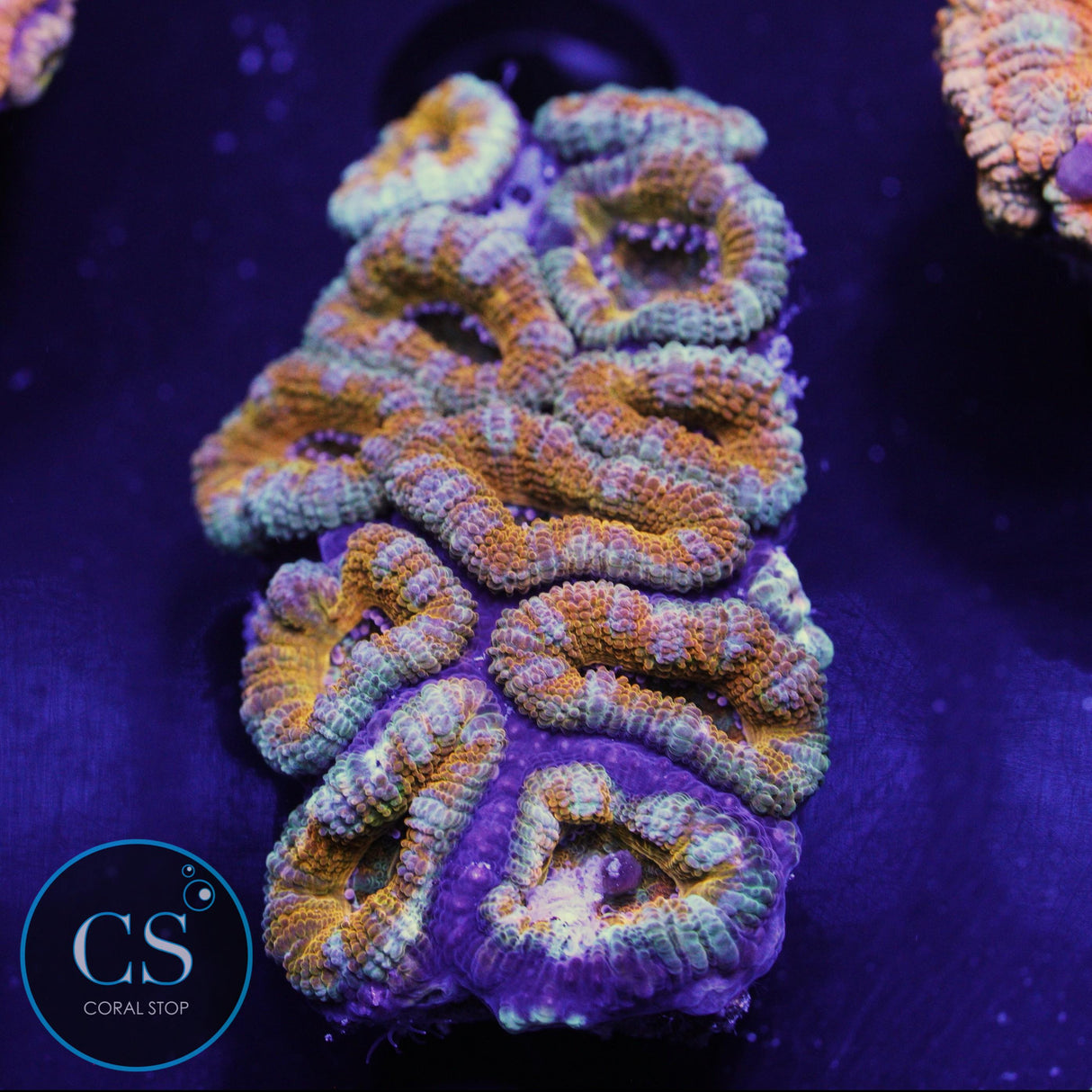 AUSSIE ACAN