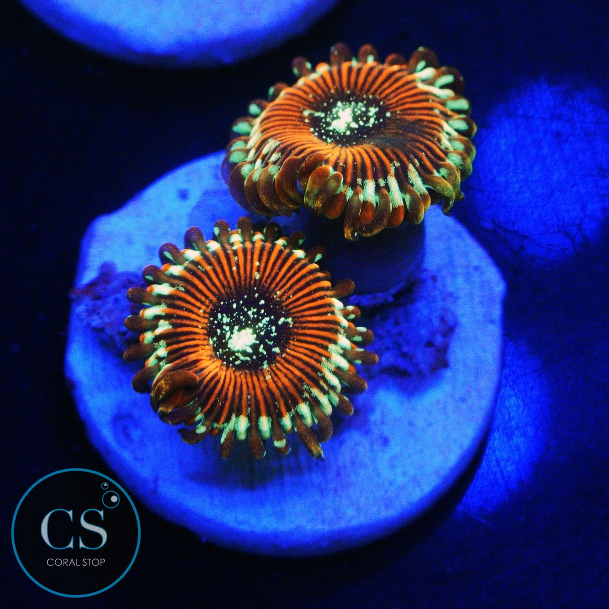 ULTRA MAGICIAN ZOA