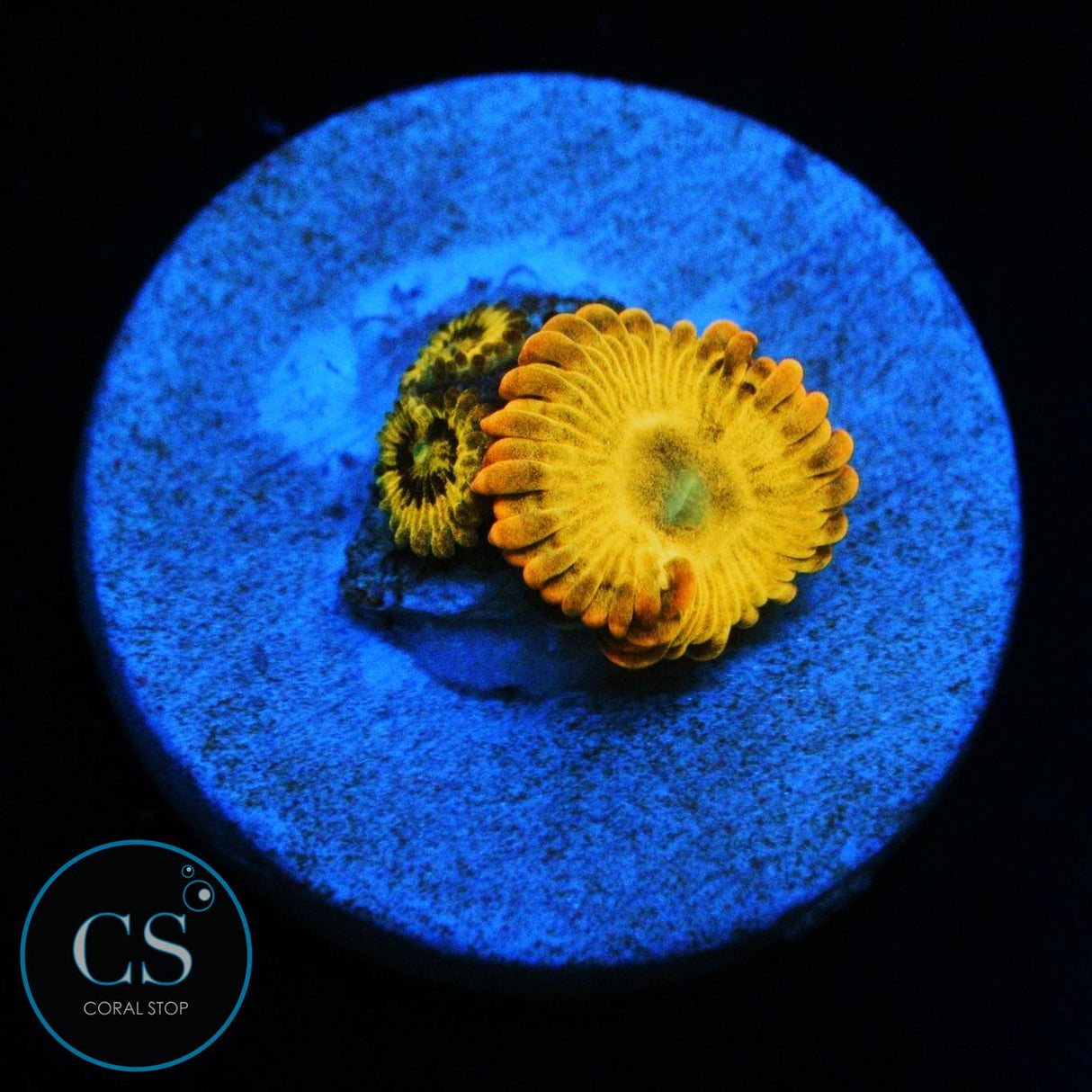 SIMPSONS DONUT ZOA