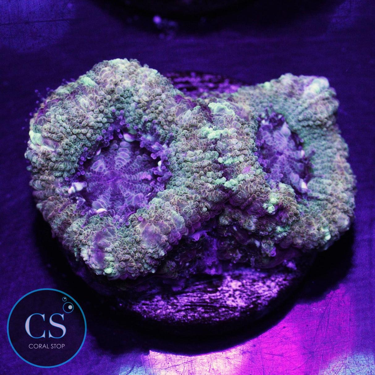 Electric Halo Asian Acan