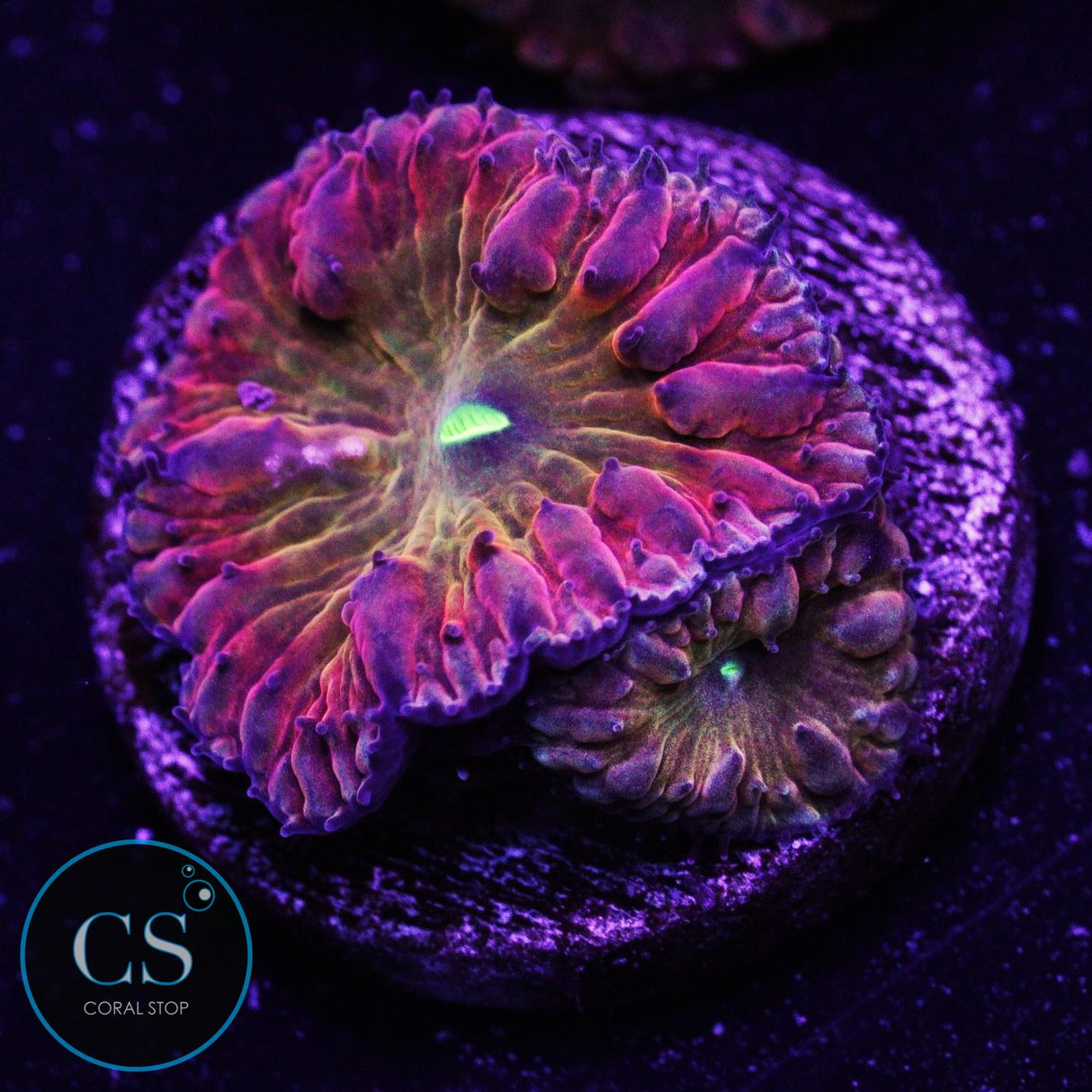 Tiddy Twister Blastomussa