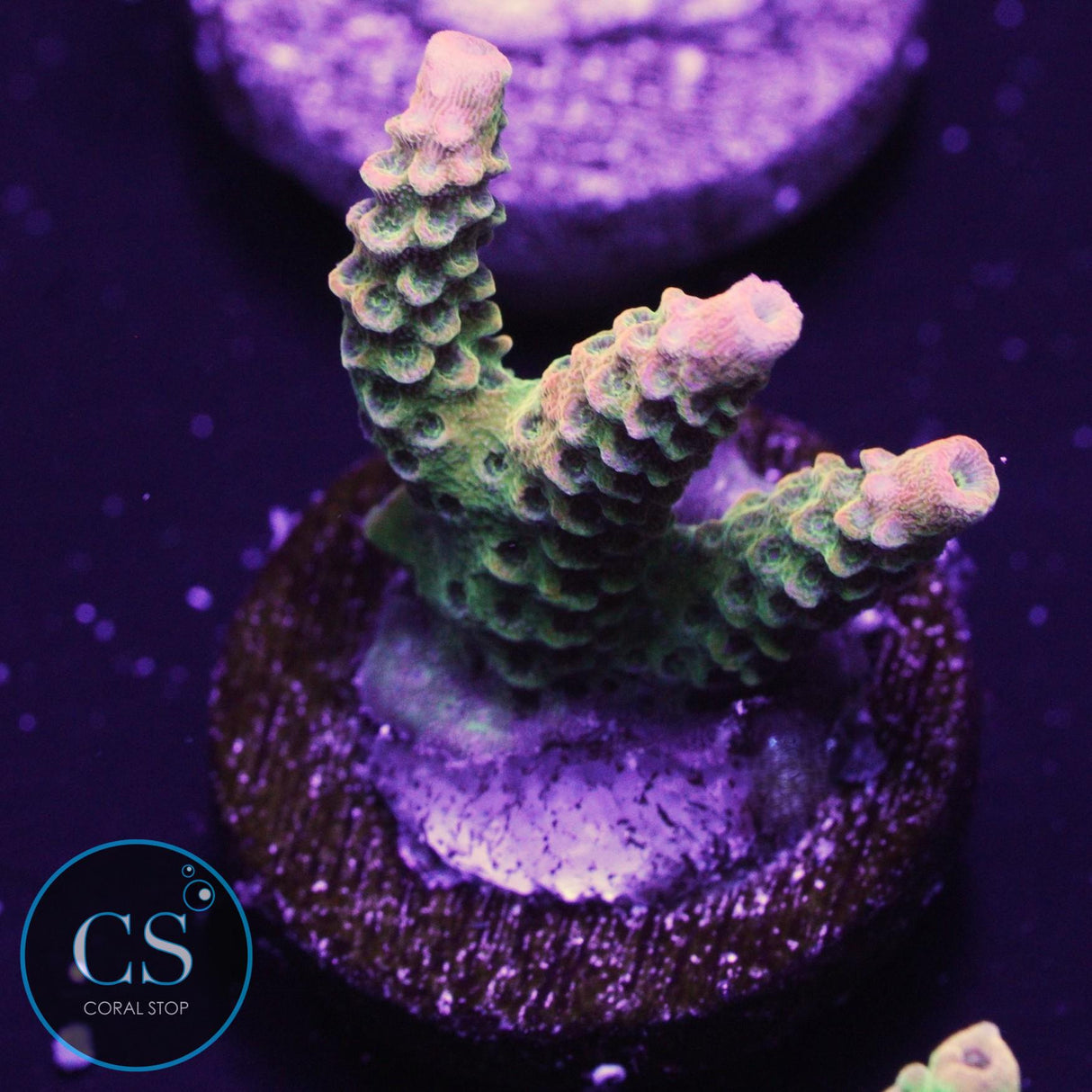 JF Solar Flare Milli