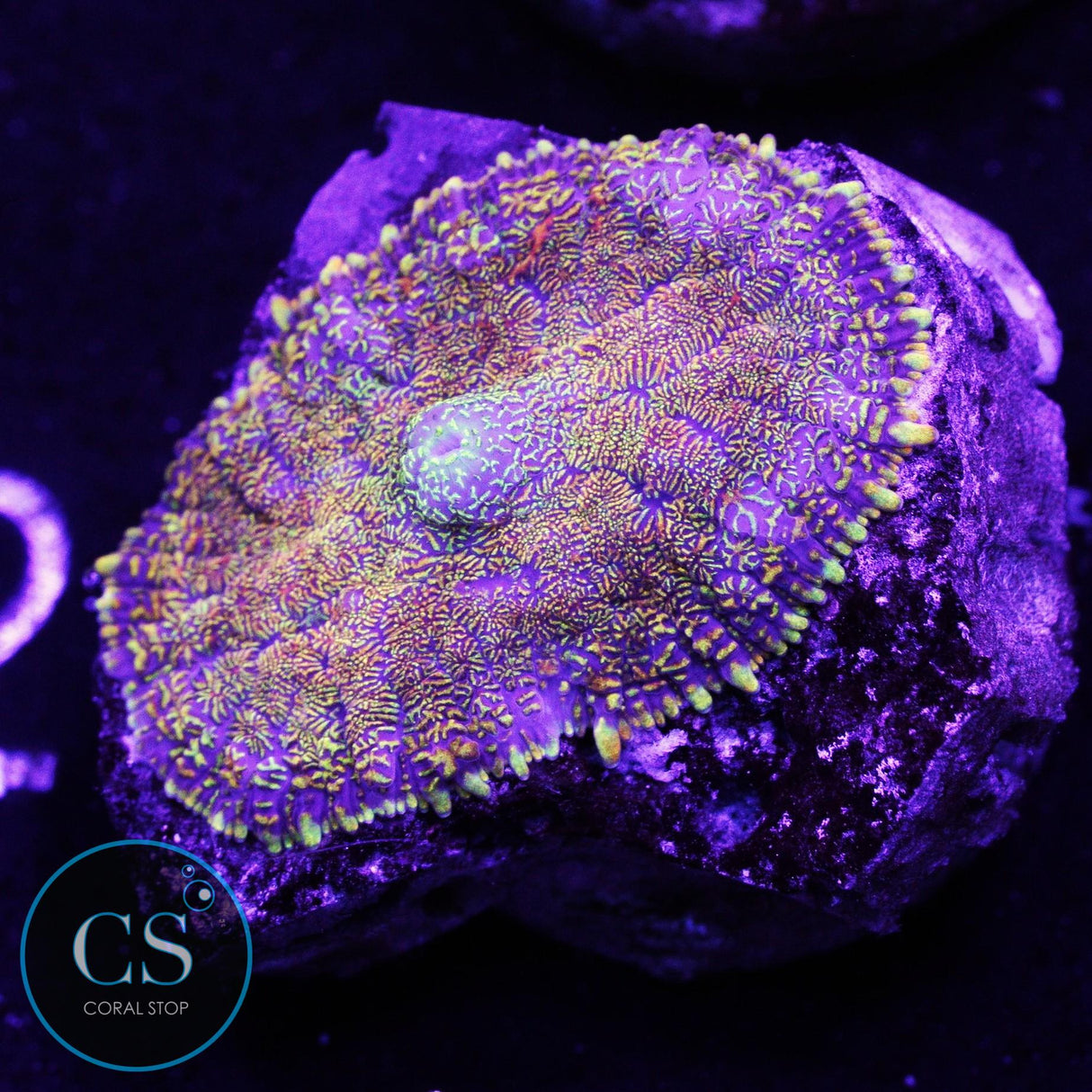 Flame Field Mushroom