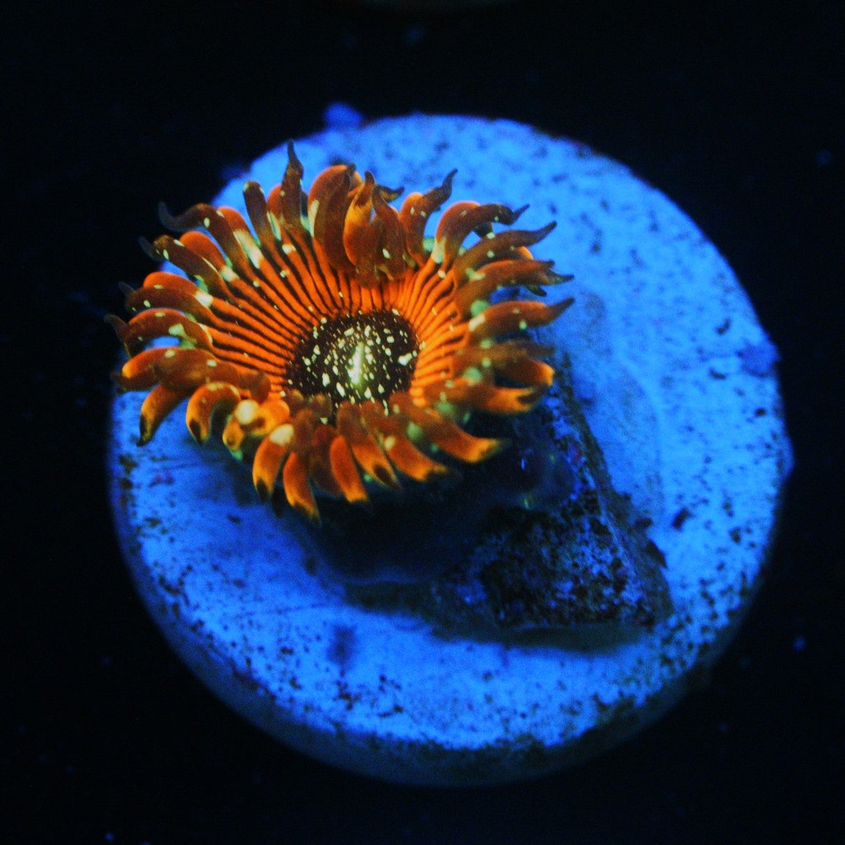 ULTRA MAGICIAN ZOA