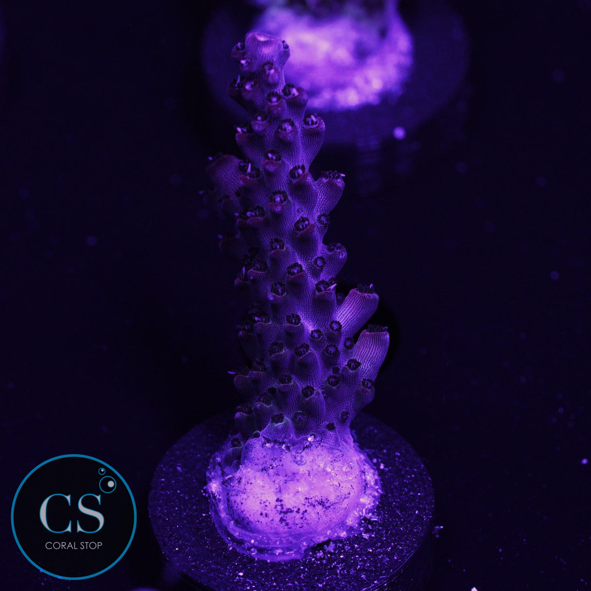 CC Red Oxide Acro