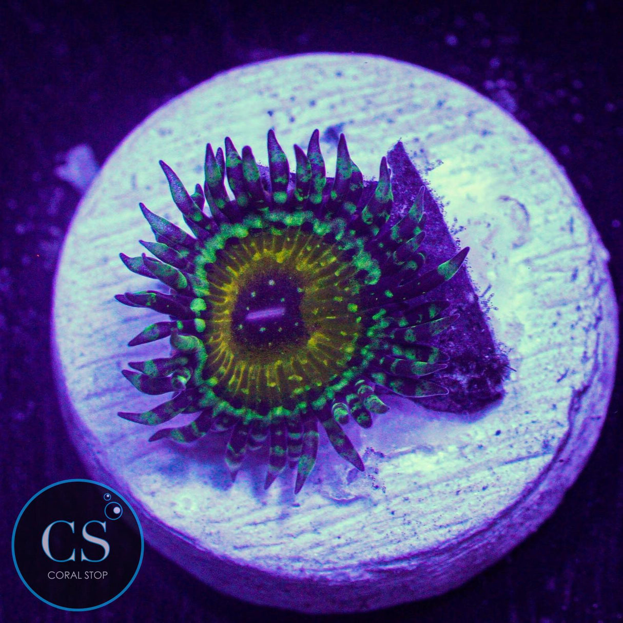 Godbeast Zoa