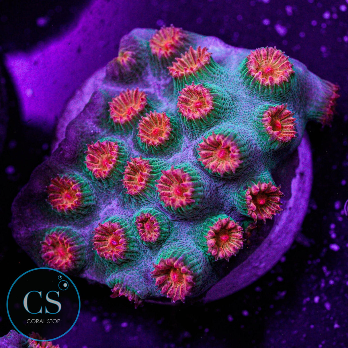 Meteor Shower Cyphastrea