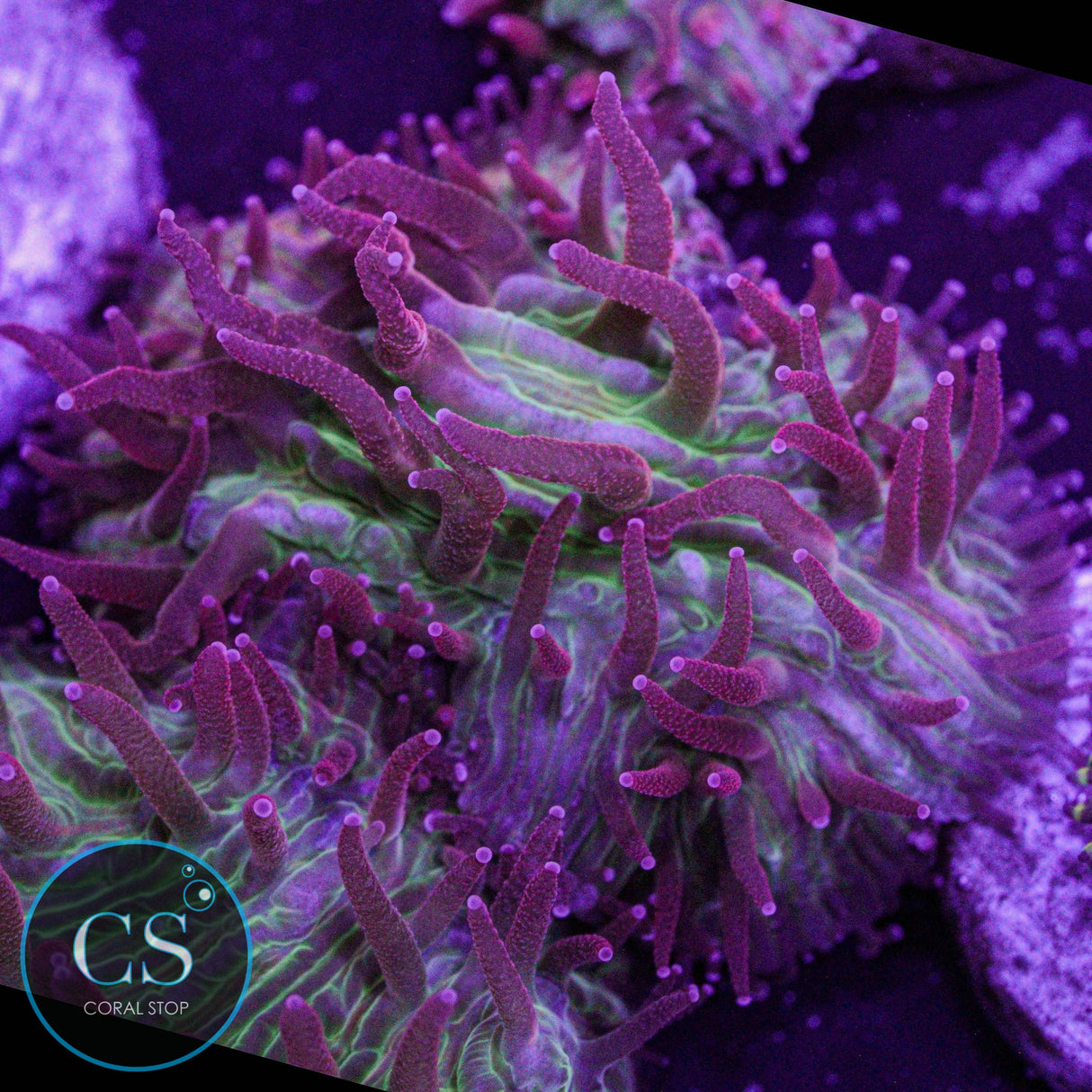 Flame Tip Diaseris Plate