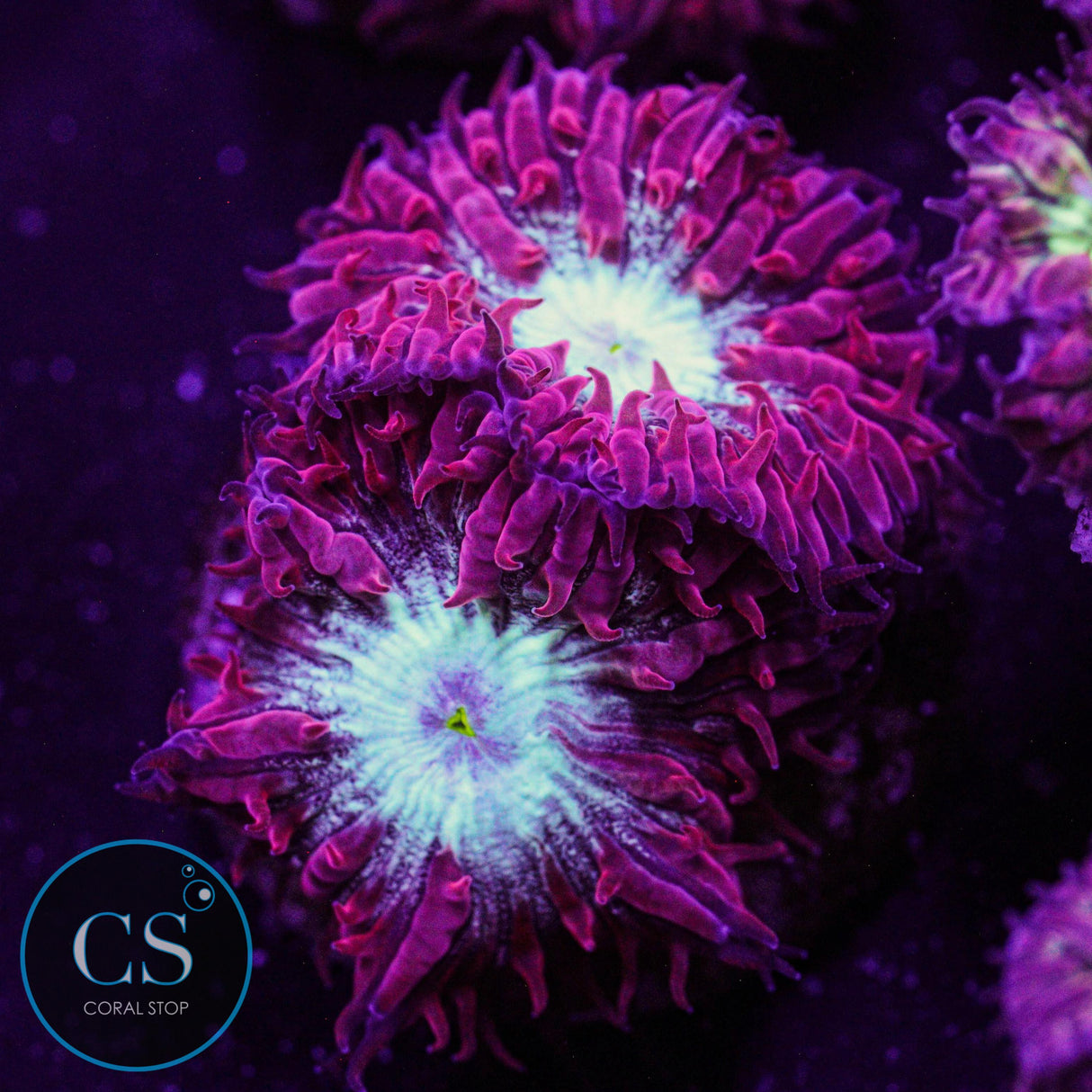 CC Fire & Ice Blastomussa Merletti