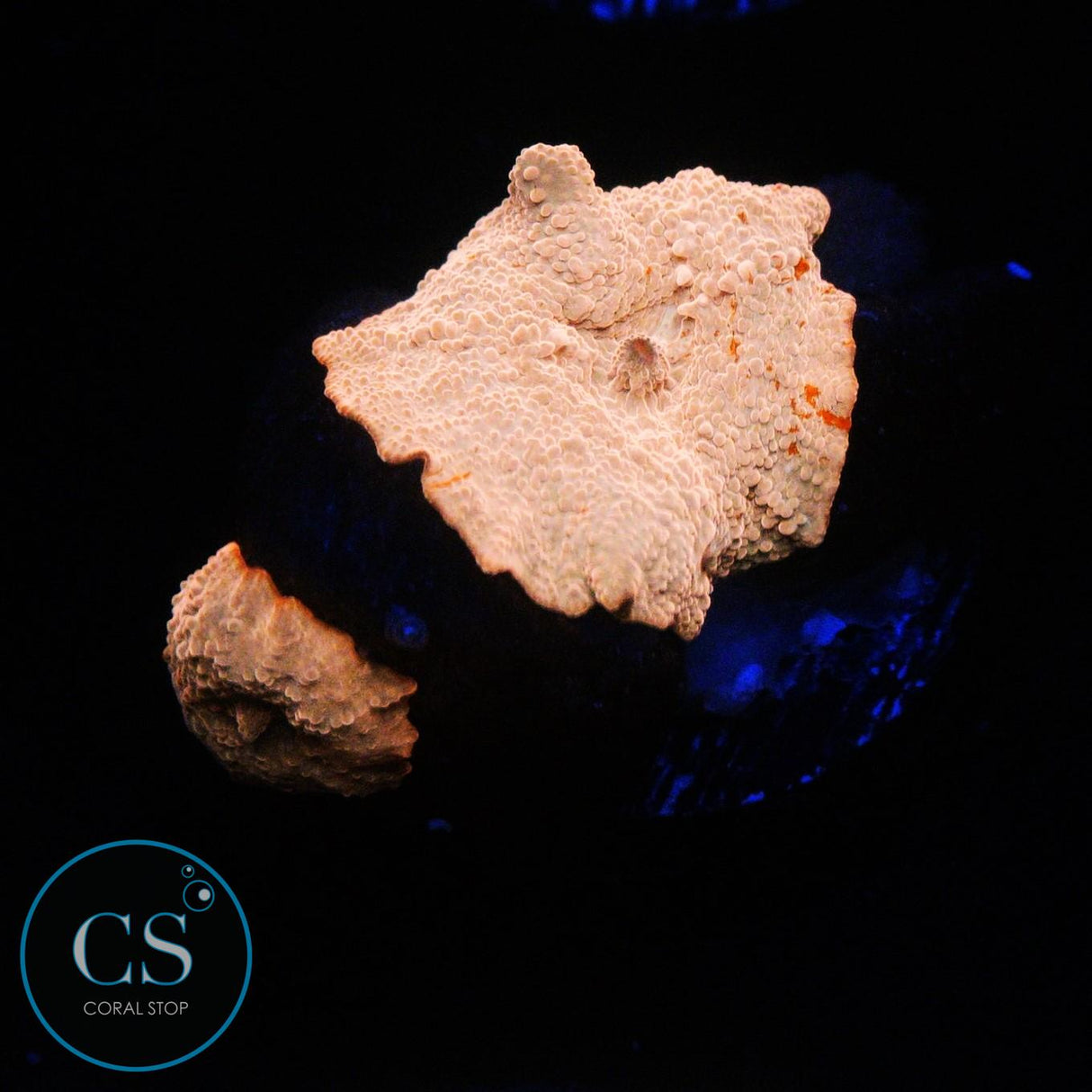DOUBLE POLETTI JAWBREAKER MUSHROOM