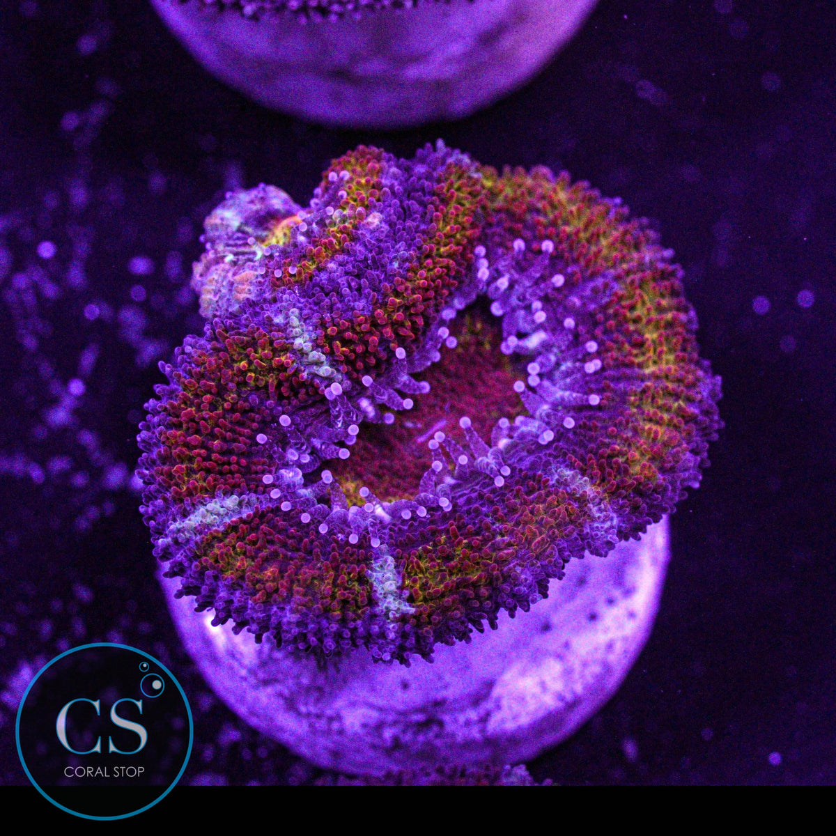 CS Mickey D Acan