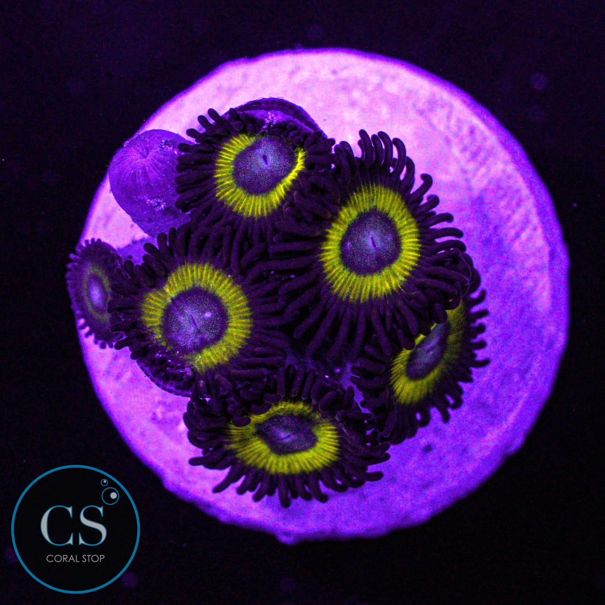 Belladonna Zoa