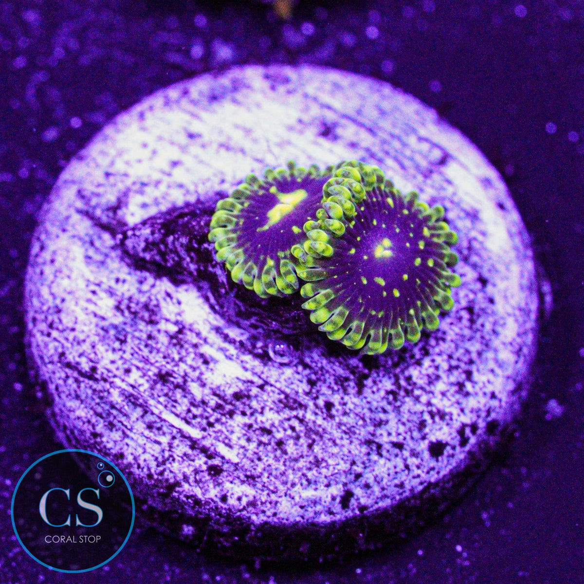 Exosphere Zoa