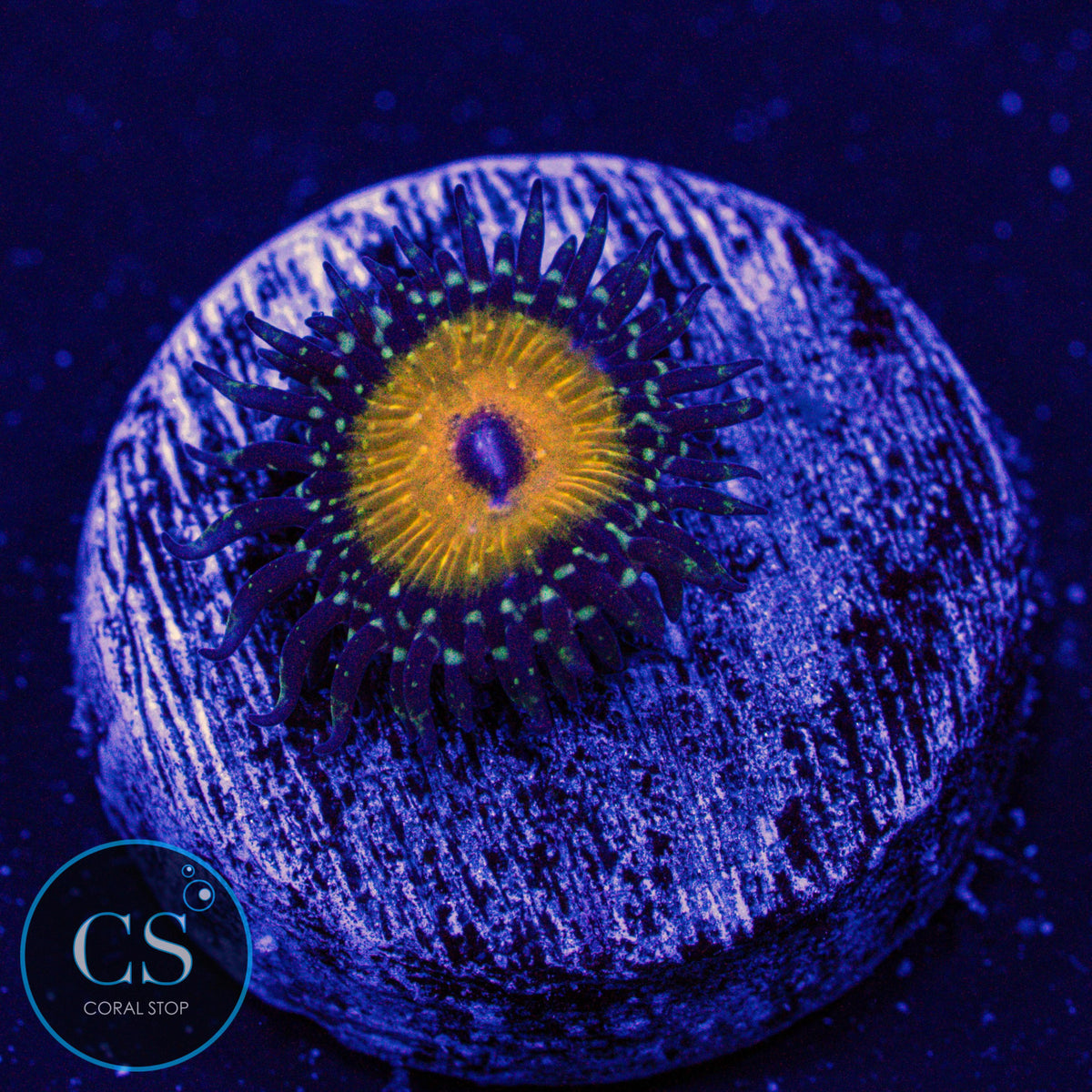 NYRA Godbeast Zoa