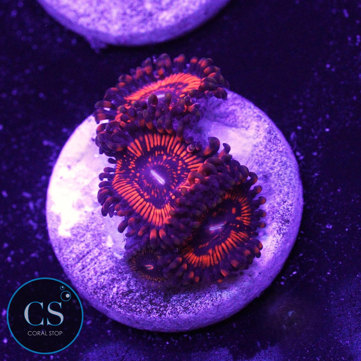DRAGON GLASS ZOA