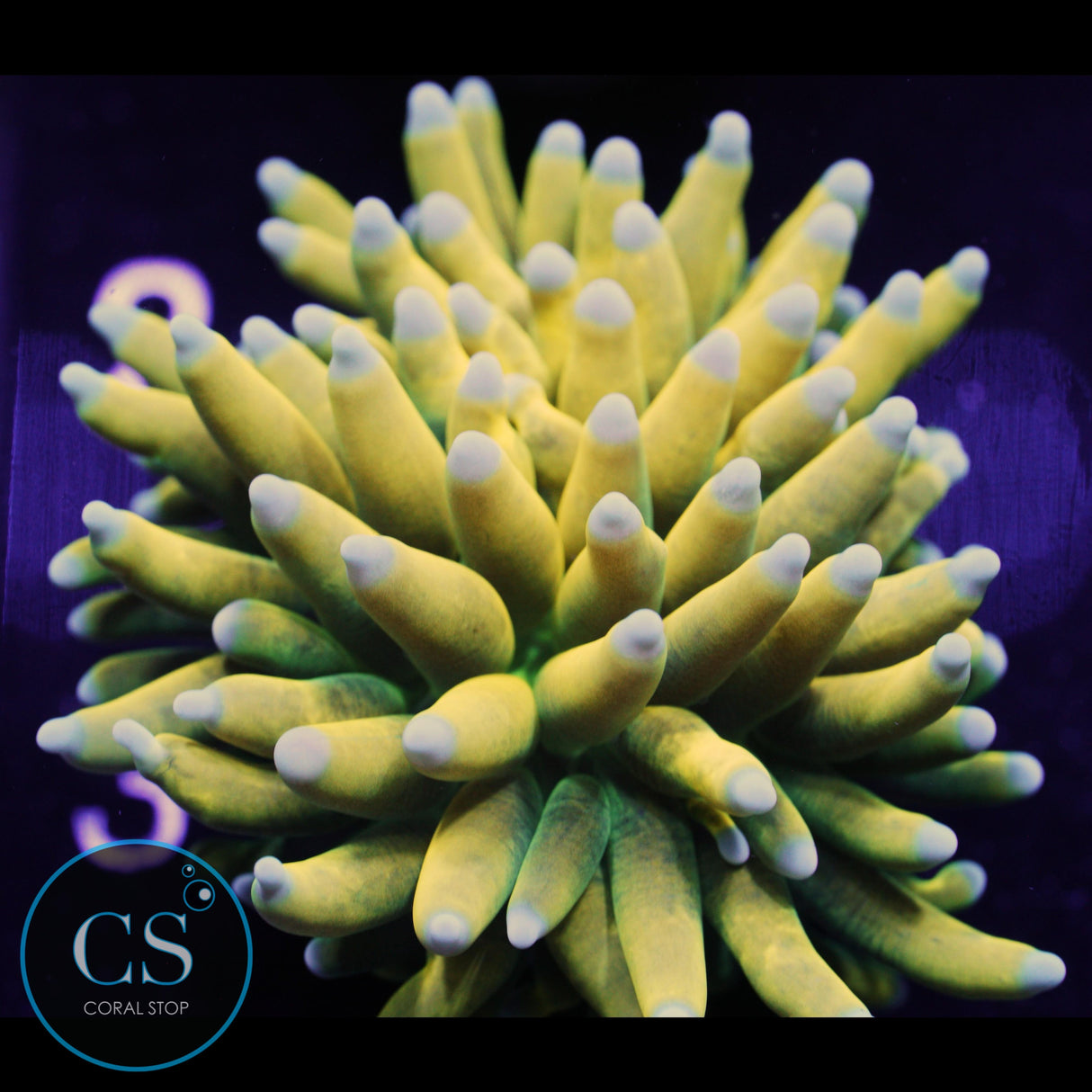 ULTIMATE BANANA GRAIL TORCH BABY BLUE TIP